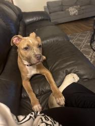 Lost Female Dog last seen Northwest blvd &Clearwater street, Warren, OH 44485