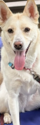 Reunited Female Dog last seen Starflower Way & Ashburn Farm Parkway, Ashburn, VA 20147