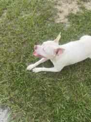 Found/Stray Male Dog last seen Innergary Pl, Valrico, FL 33594