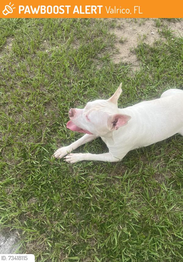 Found/Stray Male Dog last seen Innergary Pl, Valrico, FL 33594