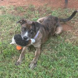 Shelter Stray Female Dog last seen , 328 Furman Hall Rd, Greenville, SC 29609, USA