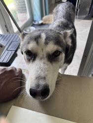 Lost Female Dog last seen Carrie Meek k-8 school, Miami, FL 33167