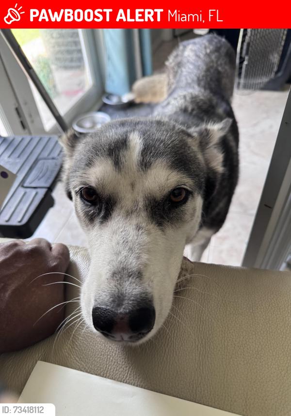 Lost Female Dog last seen Carrie Meek k-8 school, Miami, FL 33167