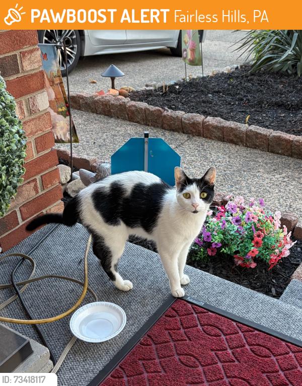 Found/Stray Unknown Cat last seen Hood Boulevard, Fairless Hills, PA 19030