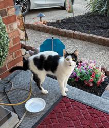 Found/Stray Unknown Cat last seen Hood Boulevard, Fairless Hills, PA 19030