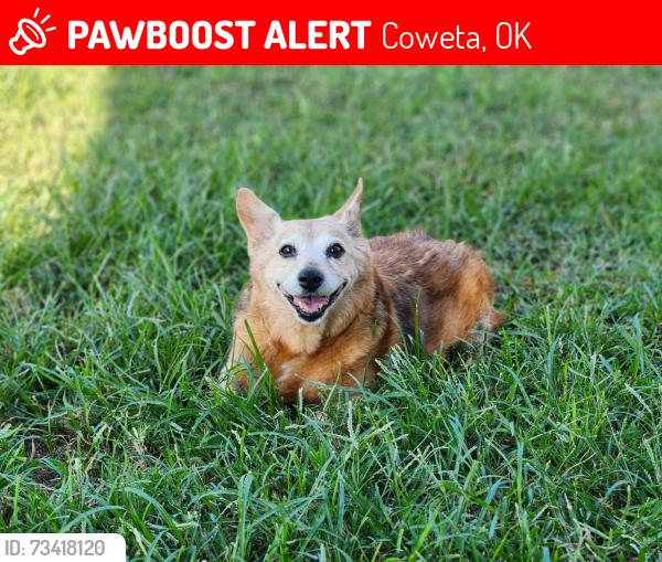 Lost Female Dog last seen 151st by Maverick, Coweta, OK 74429