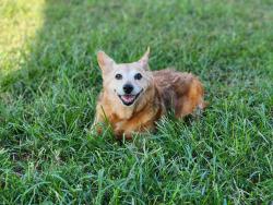 Lost Female Dog last seen 151st by Maverick, Coweta, OK 74429