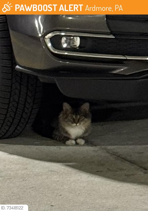 Found/Stray Unknown Cat last seen Near Sibley Ave in apmt garage, Ardmore, PA 19003