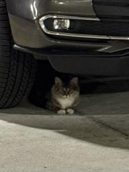 Found/Stray Unknown Cat last seen Near Sibley Ave in apmt garage, Ardmore, PA 19003