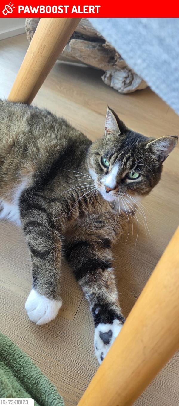 Lost Female Cat last seen apmts, Saint-Chrysostome, QC J0S 1R0