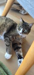 Lost Female Cat last seen apmts, Saint-Chrysostome, QC J0S 1R0