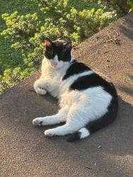 Lost Male Cat last seen Abbots farms, Baldwinsville, NY 13027