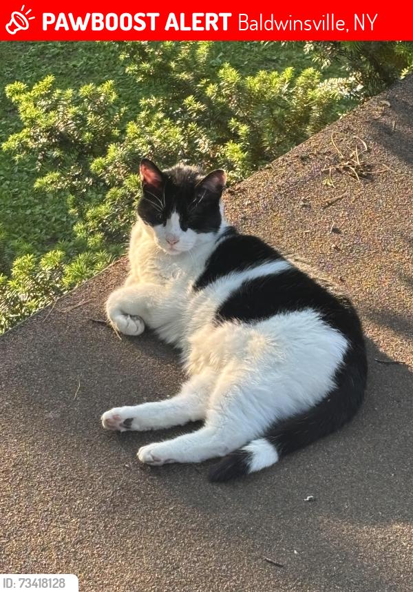 Lost Male Cat last seen Abbots farms, Baldwinsville, NY 13027