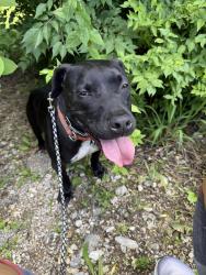 Lost Male Dog last seen Red Bridge Rd and Grandview Rd, Kansas City, MO 64137