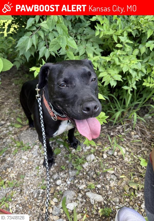 Lost Male Dog last seen Red Bridge Rd and Grandview Rd, Kansas City, MO 64137