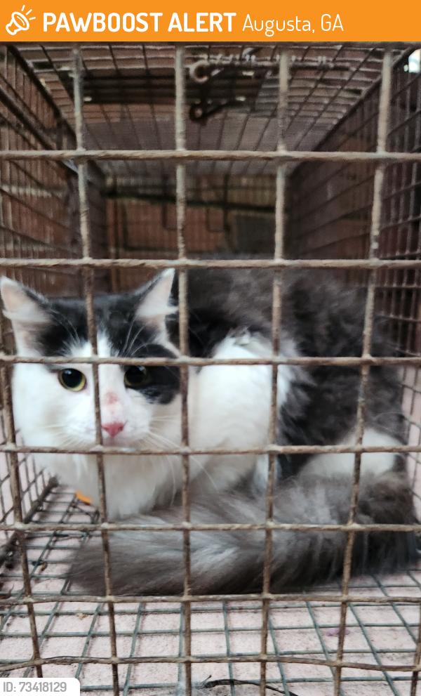 Found/Stray Unknown Cat last seen Oakley Pirkle Rd Martinez, Augusta, GA 30907