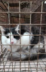 Found/Stray Unknown Cat last seen Oakley Pirkle Rd Martinez, Augusta, GA 30907