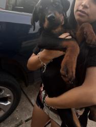 Found/Stray Female Dog last seen Near me, Houston, TX 77099