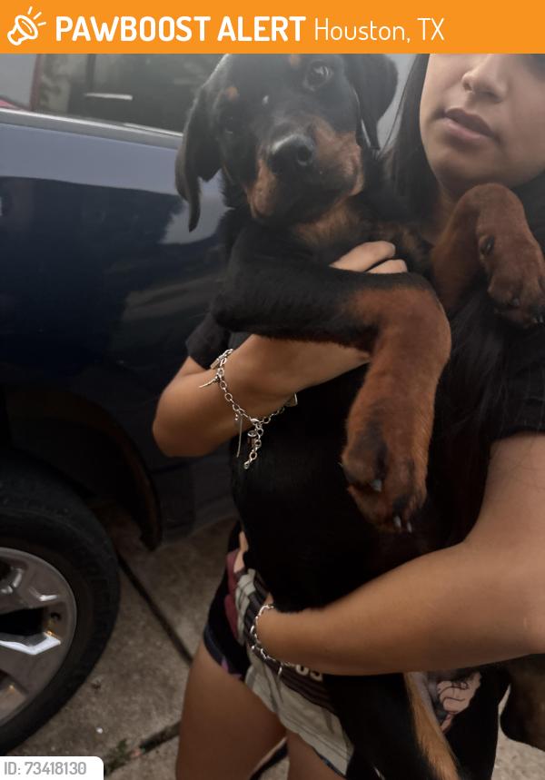 Found/Stray Female Dog last seen Near me, Houston, TX 77099