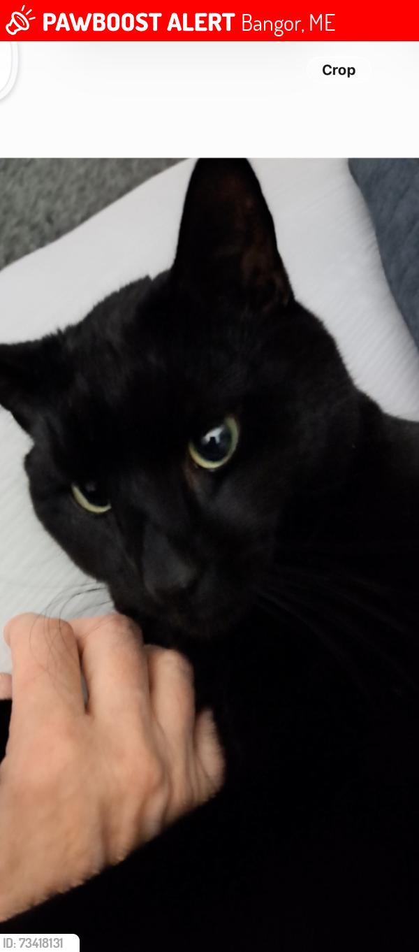 Lost Male Cat last seen Main Street and Perry road, Bangor, ME 04401