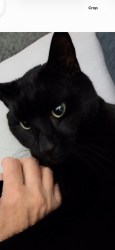 Lost Male Cat last seen Main Street and Perry road, Bangor, ME 04401