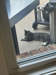 Found/Stray Female Cat last seen Near E 65th pl Tulsa, Tulsa, OK 74133