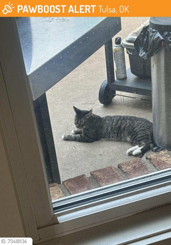 Found/Stray Female Cat last seen Near E 65th pl Tulsa, Tulsa, OK 74133
