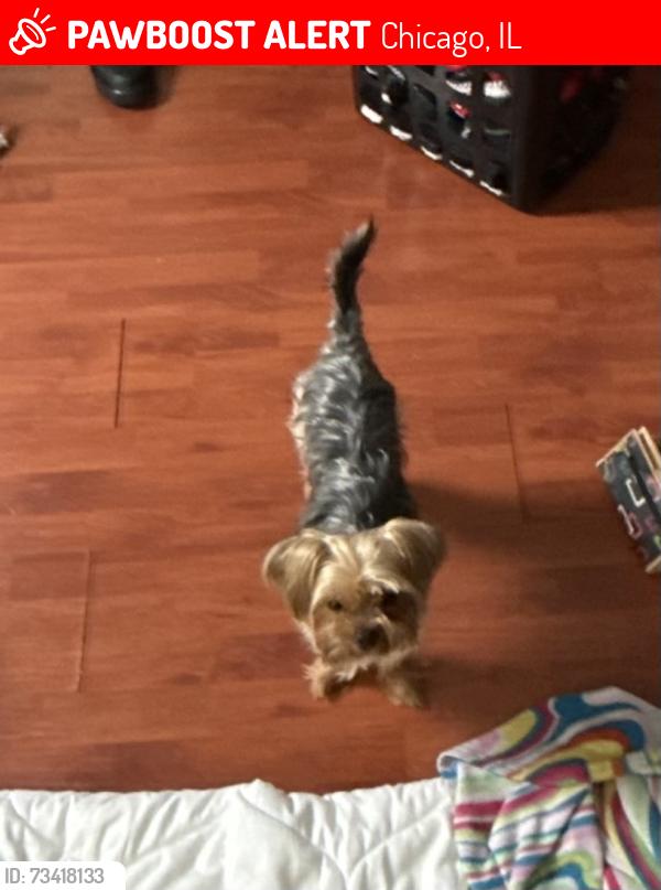 Lost Male Dog last seen W 49th Pl & S Laflin St, Chicago, IL 60609”, Chicago, IL 60609