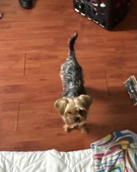 Lost Male Dog last seen W 49th Pl & S Laflin St, Chicago, IL 60609”, Chicago, IL 60609