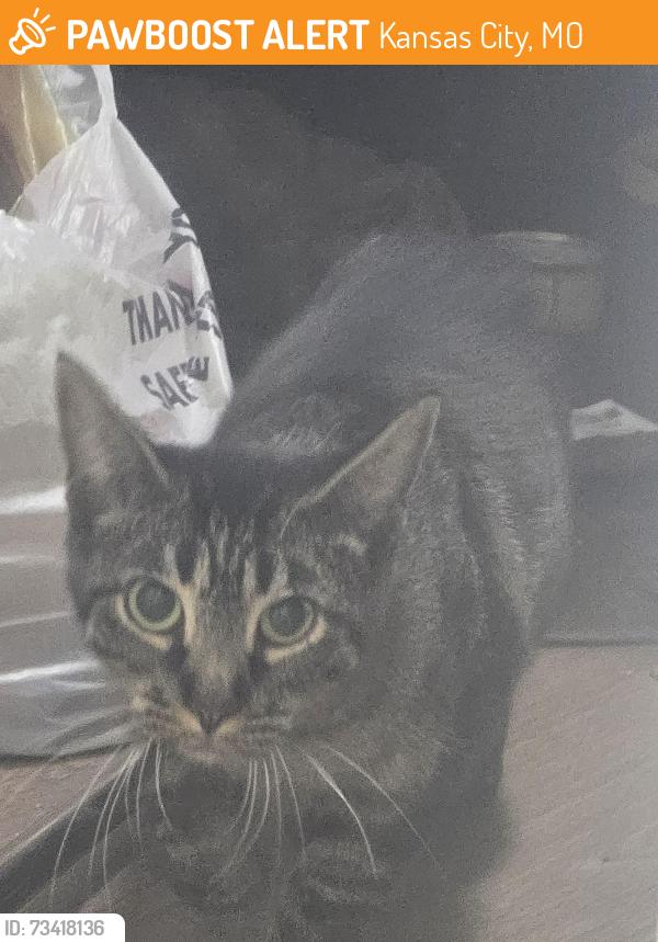 Found/Stray Unknown Cat last seen Near Jackson Ave, the xpress mart gas station, Kansas City, MO 64127