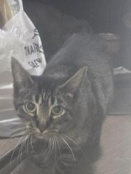 Found/Stray Unknown Cat last seen Near Jackson Ave, the xpress mart gas station, Kansas City, MO 64127