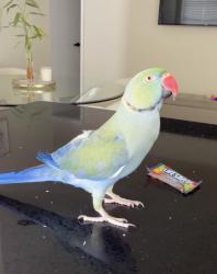 Lost Male Bird last seen Near mill run blvd, Kissimmee, FL 34744