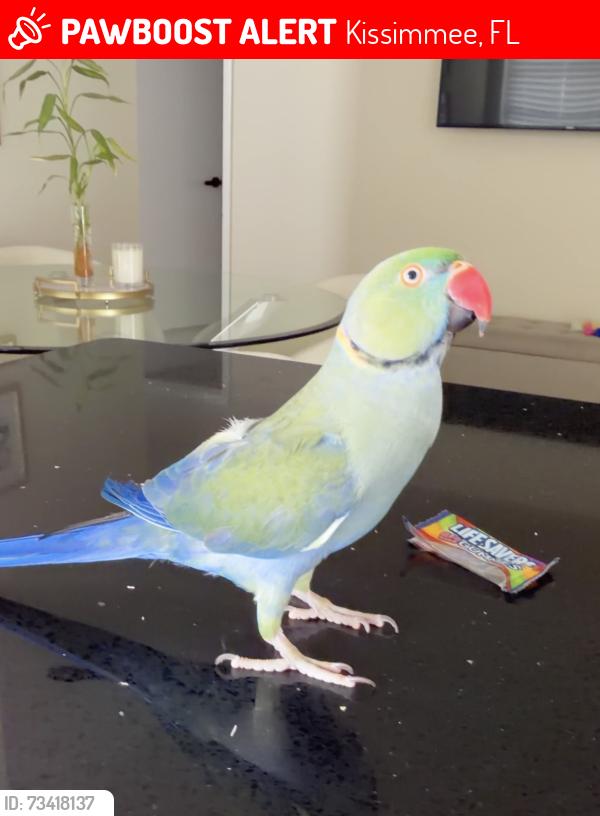 Lost Male Bird last seen Near mill run blvd, Kissimmee, FL 34744