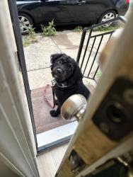 Found/Stray Male Dog last seen Emerald st & tioga st, Philadelphia, PA 19134