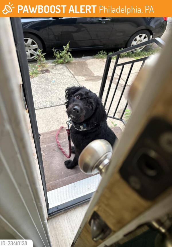 Found/Stray Male Dog last seen Emerald st & tioga st, Philadelphia, PA 19134
