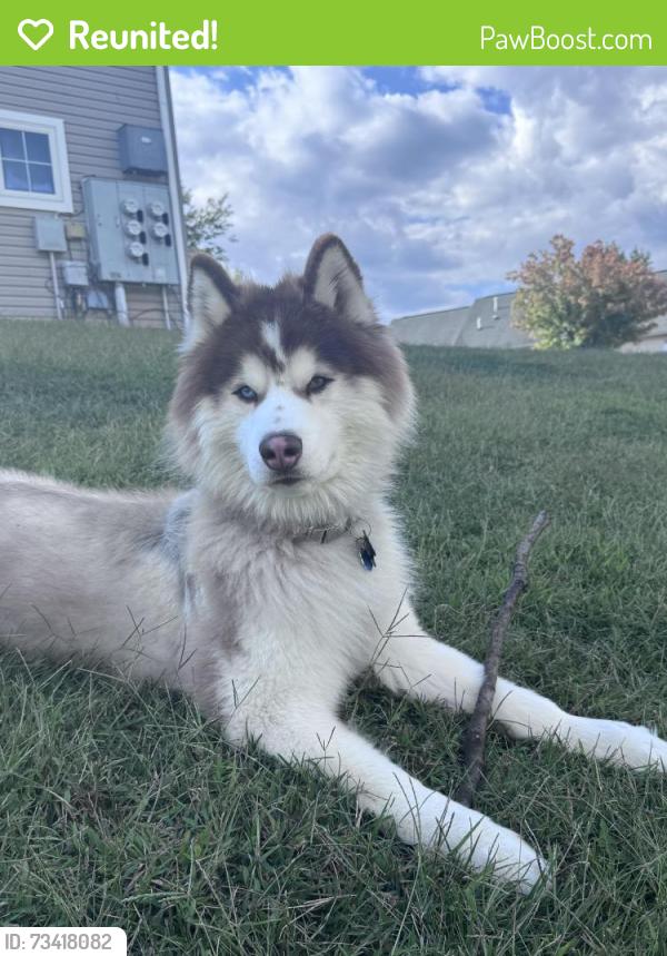 Reunited Male Dog last seen Hanover Allentown Pa 18109, Allentown, PA 18109