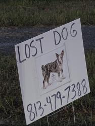 Reunited Female Dog last seen Centennial Road, Dade City, FL 33523