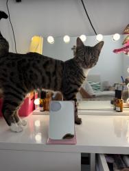 Lost Male Cat last seen pendleton ravensthorpe, Peterborough, England PE3 7LZ