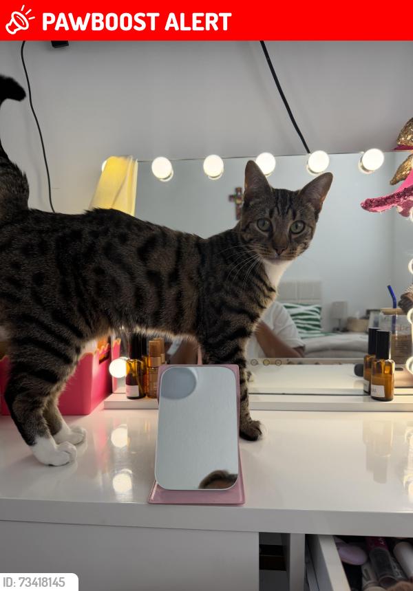 Lost Male Cat last seen pendleton ravensthorpe, Peterborough, England PE3 7LZ