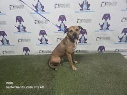 Shelter Stray Male Dog last seen , 2769 Conroy Rd, Orlando, FL 32839, USA