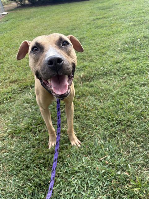 Shelter Stray Male Dog last seen CHARLOTTE, 8315 Byrum Dr, Charlotte, NC 28217, USA