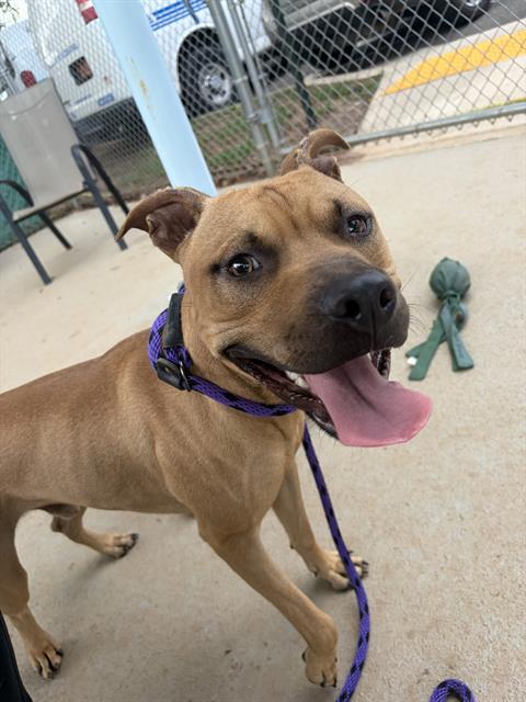 Shelter Stray Male Dog last seen CHARLOTTE, 8315 Byrum Dr, Charlotte, NC 28217, USA