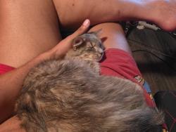 Reunited Female Cat last seen Charlotte Pl NW and Maywood Pl NW, Atlanta, GA 30318