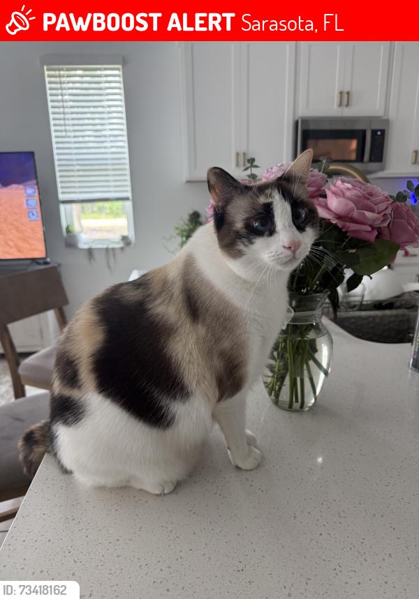 Lost Female Cat last seen Blue Lake Road, Sarasota, FL 34240