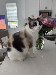 Lost Female Cat last seen Blue Lake Road, Sarasota, FL 34240
