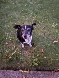 Found/Stray Female Dog last seen larkins st and kirkwood, Detroit, MI 48210