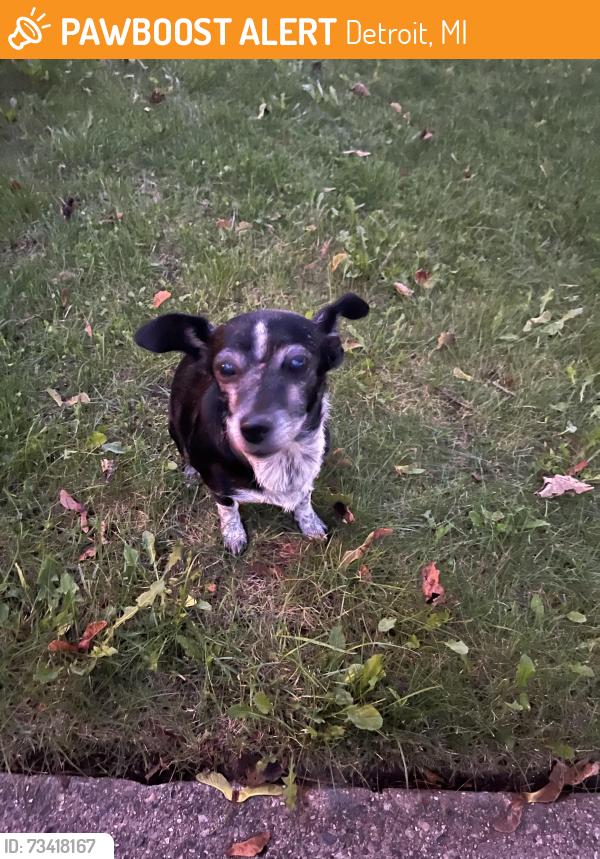 Found/Stray Female Dog last seen larkins st and kirkwood, Detroit, MI 48210