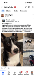 Reunited Male Dog last seen Johnson rd and elders mill rd, Coweta County, GA 30276