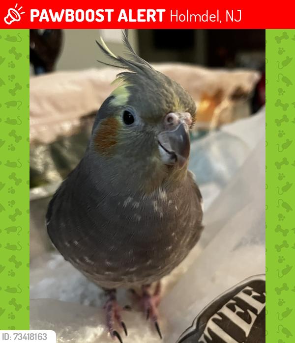 Lost Female Bird last seen Bayshore hosp, North Beers Street and Bethany Road, Holmdel, NJ 07733