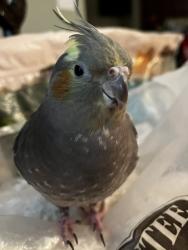 Lost Female Bird last seen Bayshore hosp, North Beers Street and Bethany Road, Holmdel, NJ 07733
